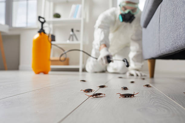 Post-Treatment Bed Bug Interceptor Monitoring in West Canton